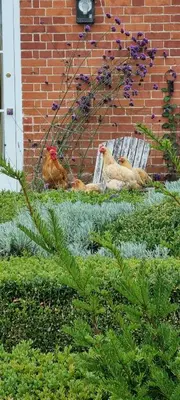 two chickens laying next to a brick wall at Dairy Cottage Luxury B&B in Attleborough