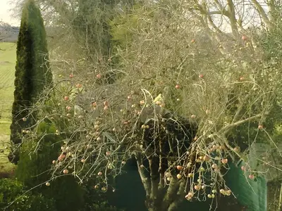 a tree with lots of fruits on its branches at Laurels in Felsted