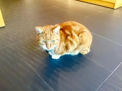 an orange and white cat sitting on the floor at Laurels in Felsted