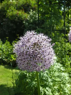 a close up of a purple flower in a garden at Motts Bed & Breakfast in Great Dunmow
