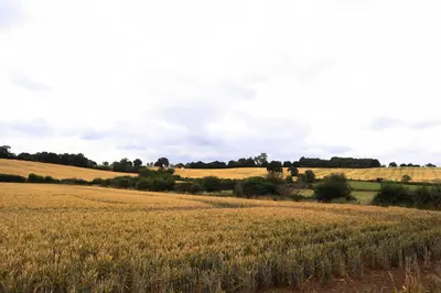 a field of wheat with trees in the distance at B&B Downham Hall in Wickford