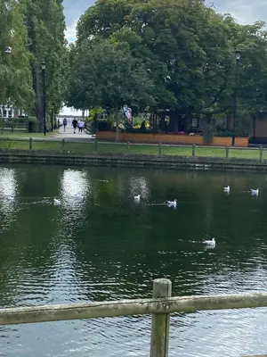 a group of ducks swimming in a pond at Pebbles Guest House in Southend-on-Sea