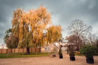 a large weeping willow tree in front of a house at Rectory Farm in Cambridge