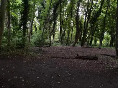 a cat laying on the ground in a forest at Penthouse 5 mins walk to City Centre & Colleges with Balcony & Sleeps 6 in Cambridge