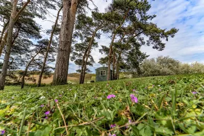 a field with flowers and trees and a building at The Buttery in Freston