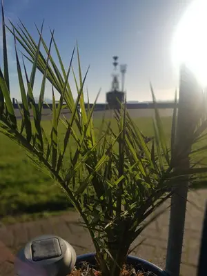 a plant in a pot next to a field at The Shipwreck Loft in Shotley Gate