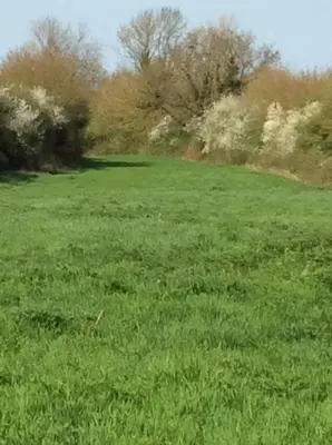 a field of green grass with trees in the background at Waldegrave farm in Hartest