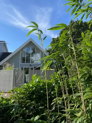 a house seen through the bushes at Squirrel in Southwold