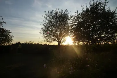 a tree in a field with the sun behind it at Squirrel in Southwold