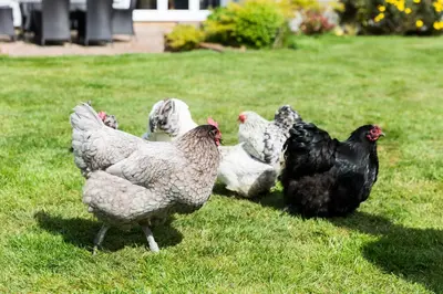 a group of chickens standing in the grass at Squirrel in Southwold
