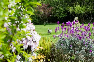 a cat walking through a garden with purple flowers at Squirrel in Southwold
