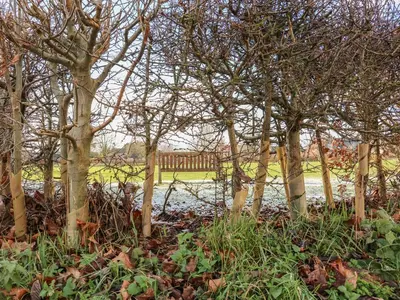 a forest of trees with a bench in the background at 28 Oxborough in Oxborough