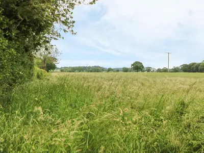 a field of tall green grass with a tree at Tawny Owl Barn in Shipdham
