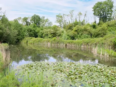 a river with lily pads in the water at Dragonfly Lodge in Yaxham