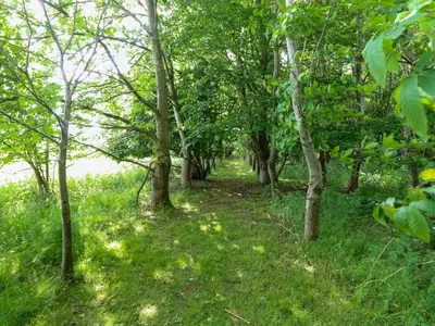 a path through the trees in the woods at Dragonfly Lodge in Yaxham