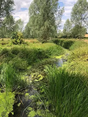 a stream in a field with tall grass at Campion Lodge in Chappel