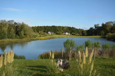 a dog sitting in the grass next to a lake at Woodbell Lodge in Chappel