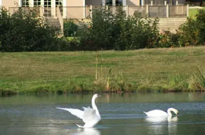two swans are swimming in the water at Woodbell Lodge in Chappel