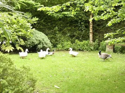 a group of ducks standing in the grass at The Hayloft in West Bradenham