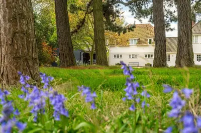a field of blue flowers in front of trees at River View in Aldeburgh