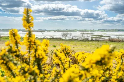 a field of yellow flowers in front of a body of water at River View in Aldeburgh