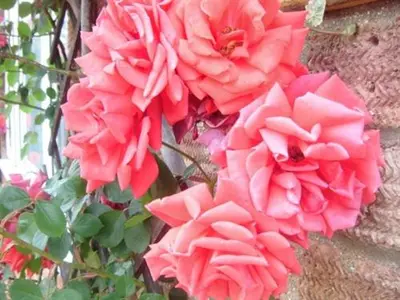 a bunch of pink flowers on a wall at Rosa's Bed and Breakfast in Cambridge