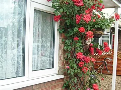 a bunch of red flowers on the side of a window at Rosa's Bed and Breakfast in Cambridge
