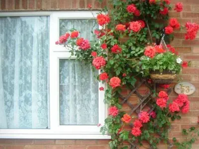 a window with red flowers on a brick wall at Rosa's Bed and Breakfast in Cambridge