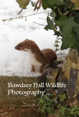a brown and white animal standing in the snow at Bawdsey Hall in Bawdsey
