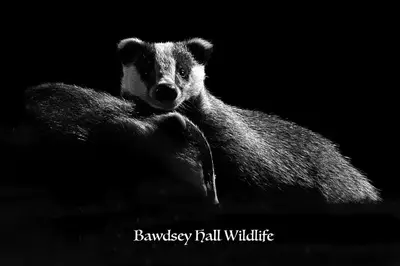 a black and white photo of a bear in the dark at Bawdsey Hall in Bawdsey