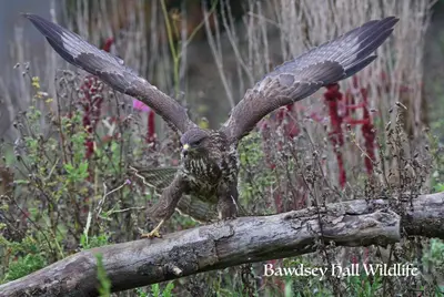 an owl standing on a branch with its wings spread at Bawdsey Hall in Bawdsey