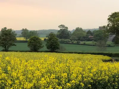 a field of yellow flowers and trees in a field at Crown House Great Glemham in Saxmundham