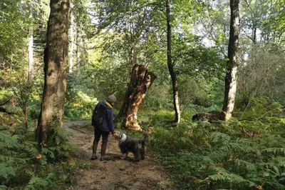 a man and a dog on a trail in the woods at Endymion Lodge in Colchester