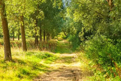 a dirt road through a forest with trees at Ransom Lodge in Chappel