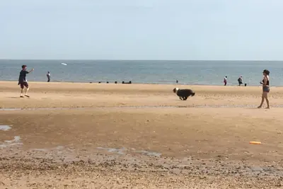 a couple of people and a dog on a beach at Brook Lodge in Colchester