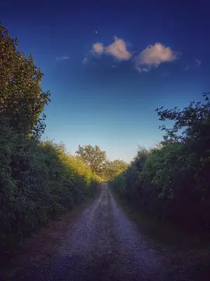 a dirt road with trees on either side of it at Plumptons Farm Holiday Lodges in Colchester