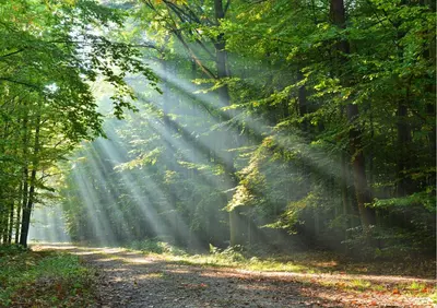 a path in a forest with rays of light shining through trees at The Crown Inn in Stoke by Nayland