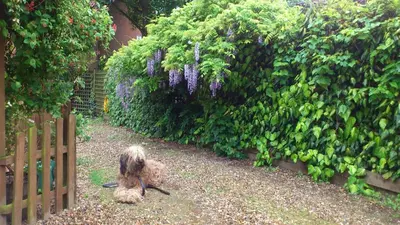 a dog sitting on the ground next to a fence at The Griffin Hotel in Attleborough
