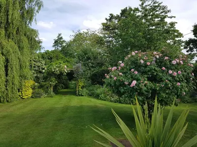 a garden with a green lawn with pink roses at Wellrose Barn in Hertford