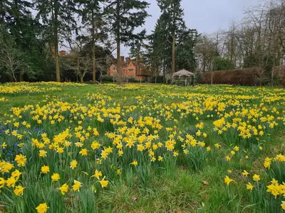 a field of yellow daffodils in a park at Spacious Country House Apartment in Newmarket