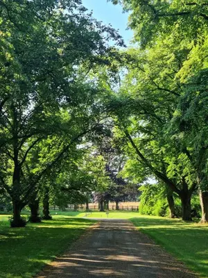 a tree lined road in a park with green grass at Beautiful Country House Apartment in Newmarket