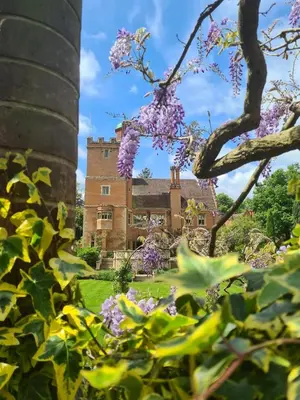a tree with purple flowers in front of a building at Beautiful Country House Apartment in Newmarket