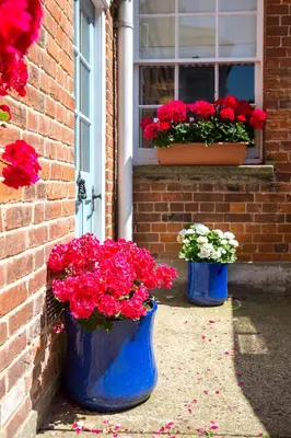 two blue containers filled with red flowers in front of a window at 14 Market Cross Place - Beachfront location with lovely sea views - Aldeburgh Coastal Cottages in Aldeburgh