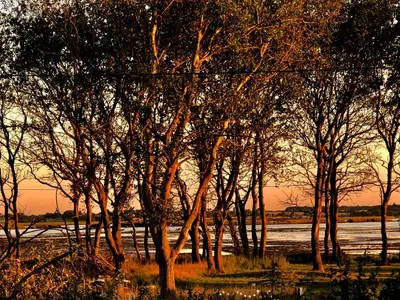 a group of trees next to a body of water at Marsh View Cottage, Aldeburgh in Aldeburgh