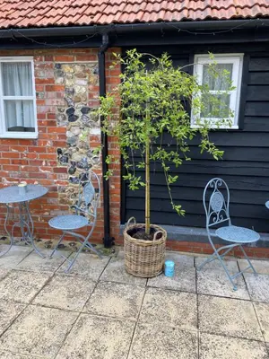 two chairs and a tree in a basket next to a building at Ship Stores B&B in Clare