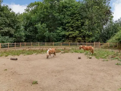 two horses are standing in a dirt field at The Nest Box in Diss