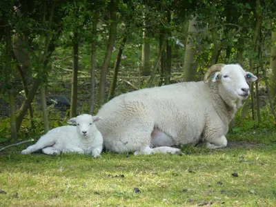a mother and baby sheep laying in the grass at Corner Farm Barn in Halesworth