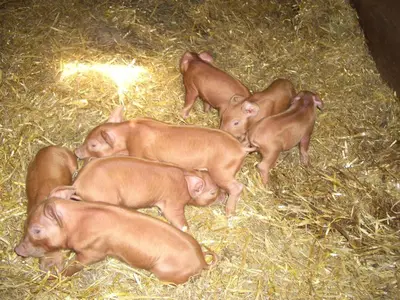a group of brown pigs laying in hay at Corner Farm Barn in Halesworth