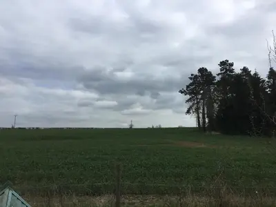 a field with trees in the middle of it at Ivy Todd cottage in Debden