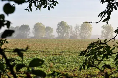 a foggy field with trees in the background at Partridge Lodge Self Catering houses in Woodbridge